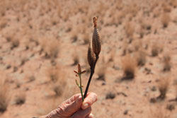 Female Flower